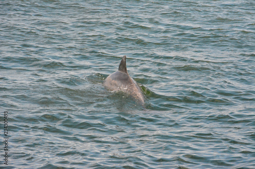 Bottlenose dolphin swimming near St. Petersburg  Florida.