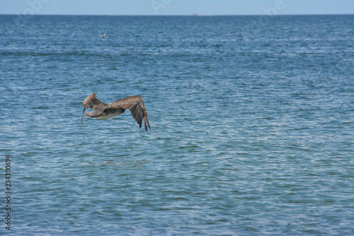 Pelican flying above the ocean in St. Petersburg, Florida.