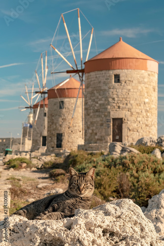 Rhodes Windmill Cats