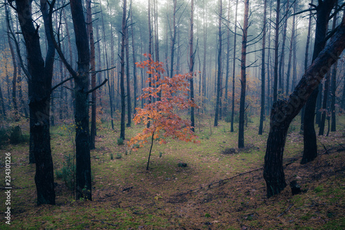 Forest in foggy morning somewhere in Masovia, Poland photo