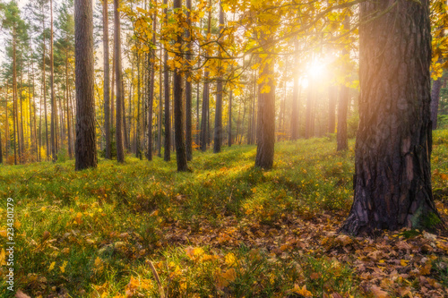 Herbstwald im Gegenlicht