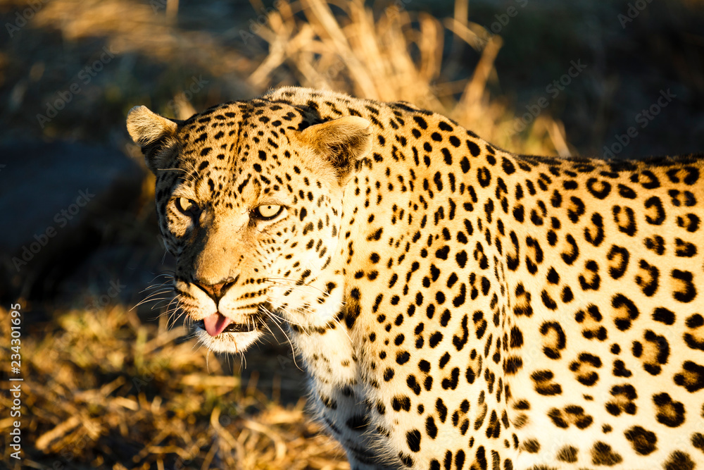 Fototapeta premium Leopard (Panthera pardus), Tierportrait, Blick in die Kamera