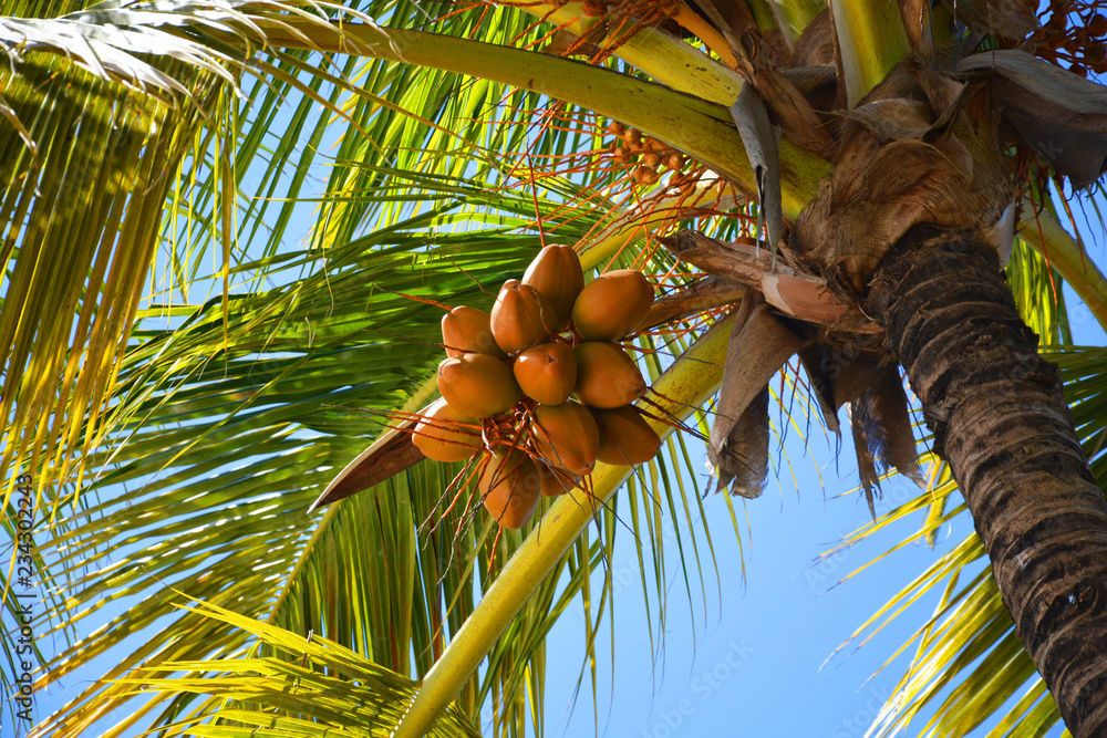 Fototapeta premium palm, tree, sky, tropical, coconut, beach, nature, blue, summer, trees, palm tree, green, palms, travel, sea, vacation, leaf, exotic, palm trees, island, blue sky, sun, plant, paradise, holiday