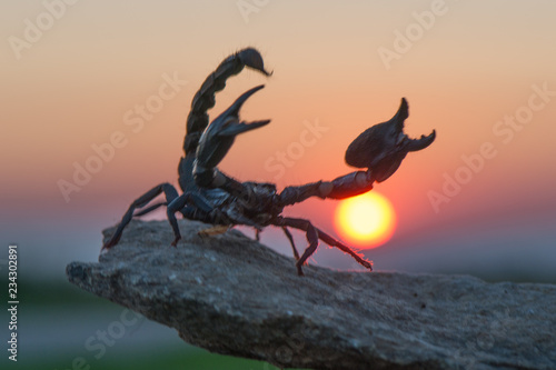 Emperor scorpion is a species of scorpion native to rainforests and savannas in West Africa. It is one of the largest scorpions in the world and lives for 6–8 years. © vaclav