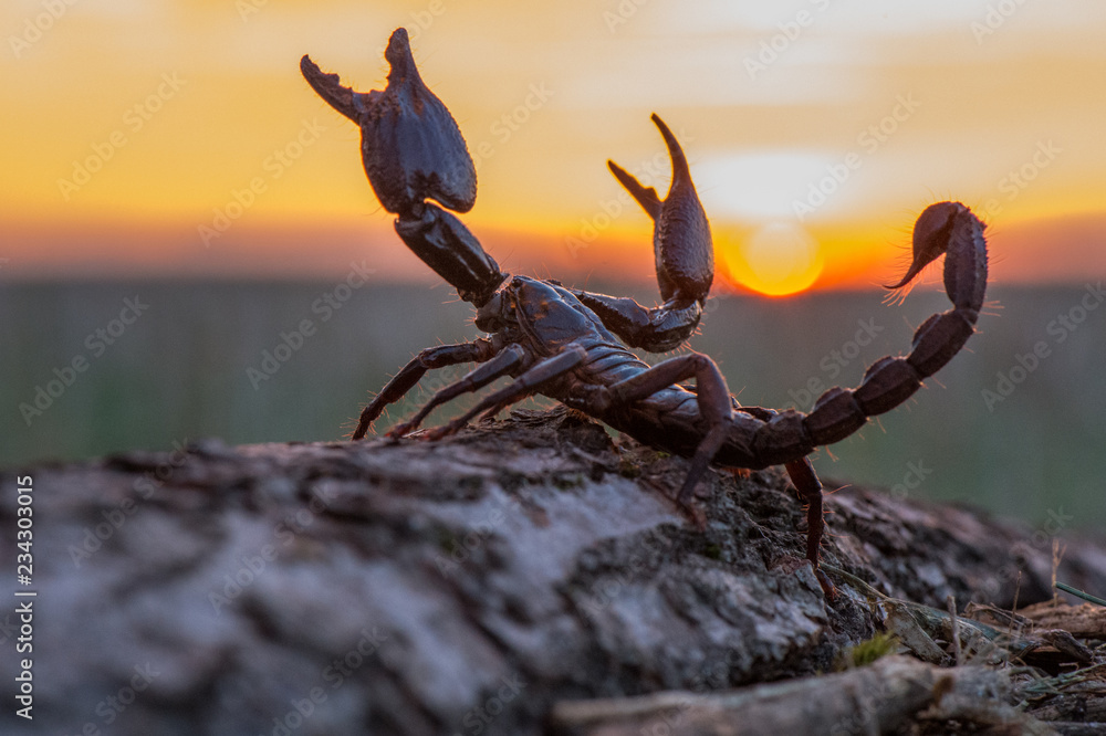Φωτογραφία Emperor scorpion is a species of scorpion native to rainforests and savannas in West Africa
