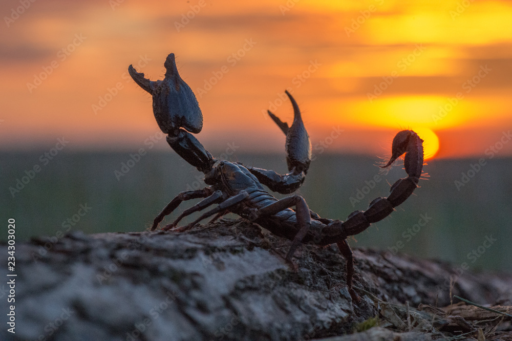 Φωτογραφία Emperor scorpion is a species of scorpion native to rainforests and savannas in West Africa