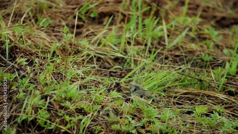 Frog of green color sits in green grass Frog of green color sits in green grass