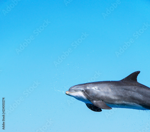 Dolphin flying in the air. Place for text.