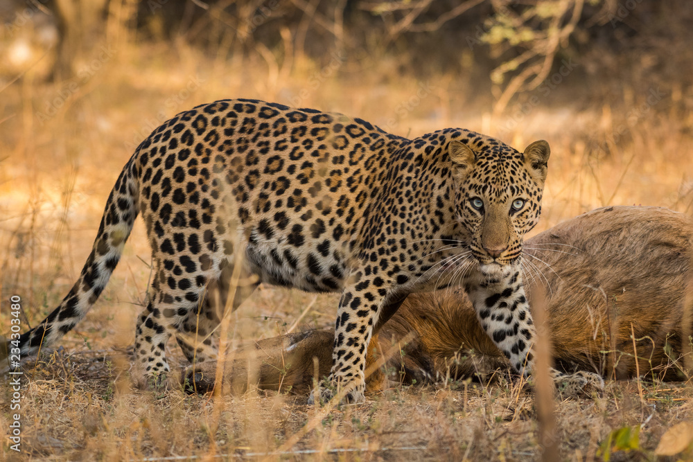 A intense look by a male leopard with a female blue bull kill in a morning drive at jhalana forest reserve, Jaipur, India A intense look by a male leopard with a female blue bull kill in a morning drive at jhalana forest reserve, Jaipur, India