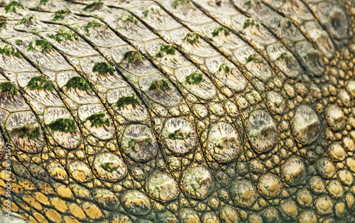Close-up view of Crocodile skin in national zoo.