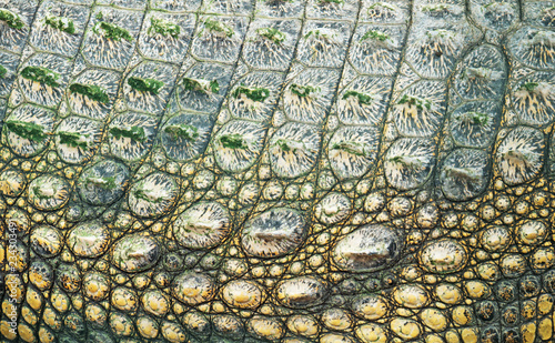 Close-up view of Crocodile skin in national zoo.