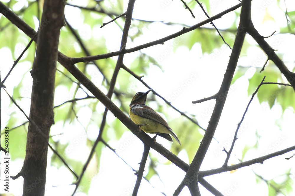 Fototapeta premium Brown - throated sunbird