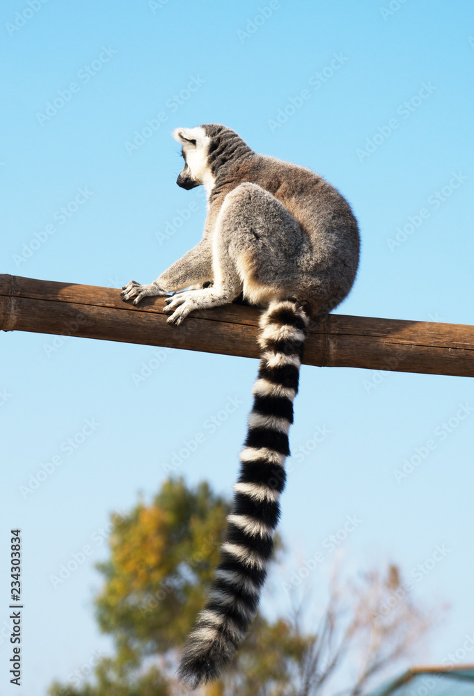 Fototapeta premium Ring-tailed lemur in the national park.