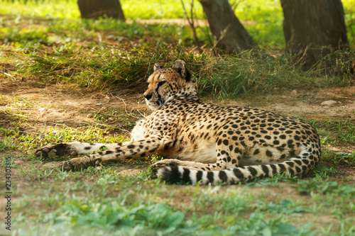 Gepard resting in the national park. Acinonyx jubatus.