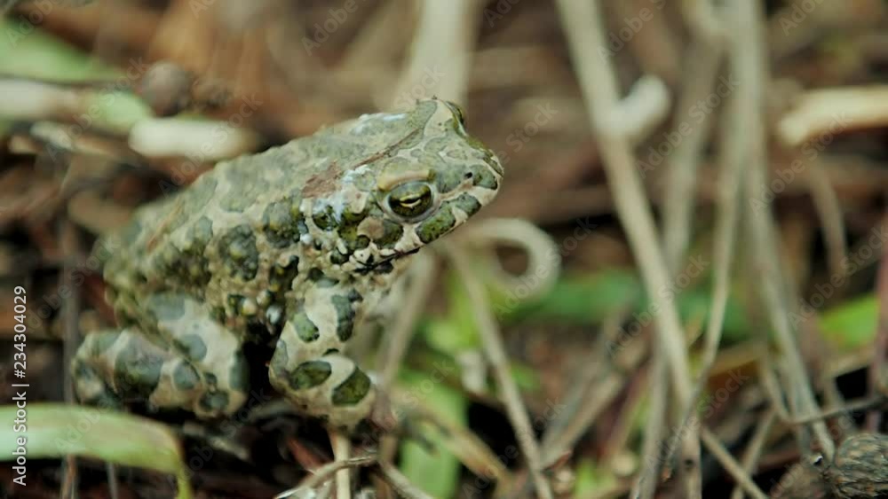 Frog of green color sits in green grass Frog of green color sits in green grass