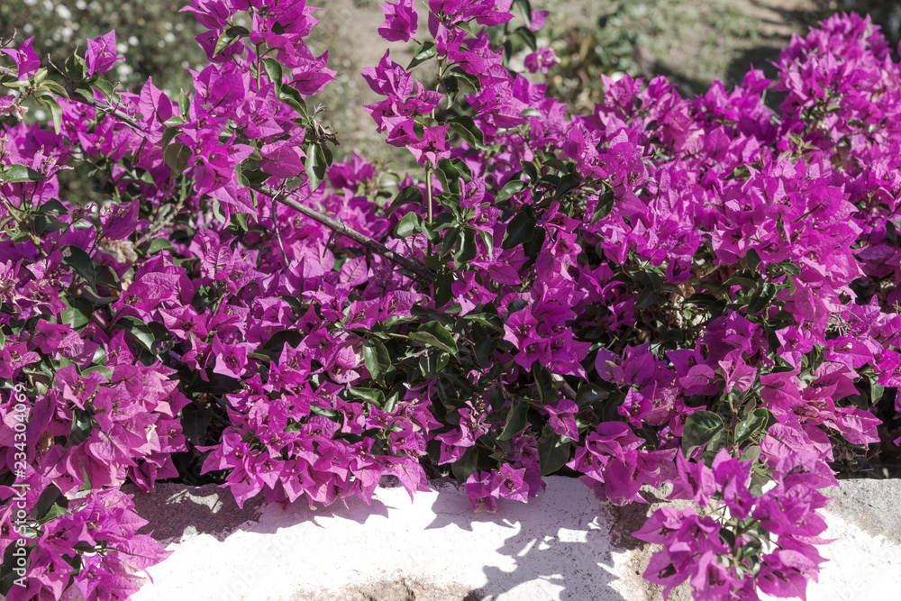 Obraz premium Blooming bougainvillea.Bougainvillea flowers as a background.Floral background