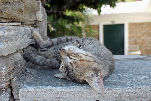 Young grey cat resting sleeping on stone wall fence mediterranean aegean greece island 