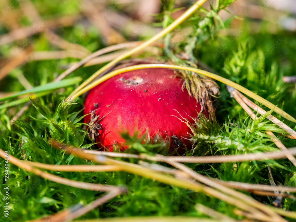 Close up of Russula emetica (vomiting russula, sickener) in green moss Close up of Russula emetica (vomiting russula, sickener) in green moss