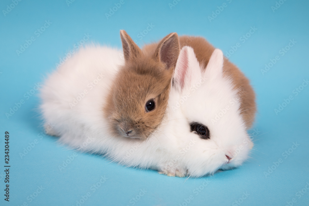 Cute little rabbit. Cute little rabbit.