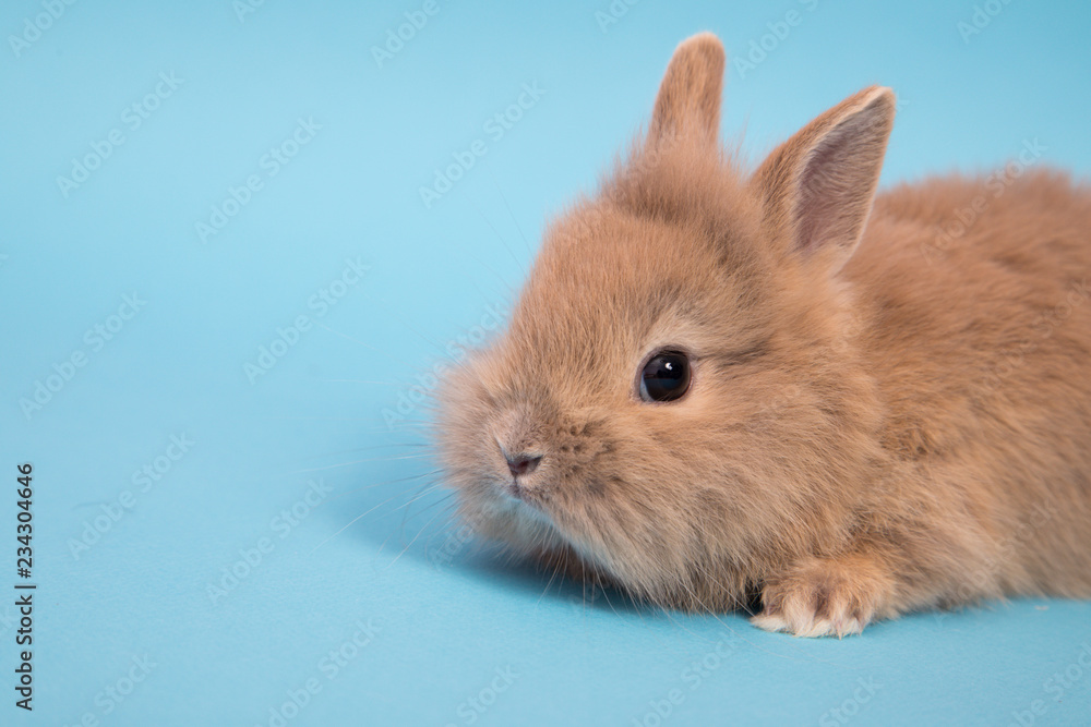 Baby cute rabbit Baby cute rabbit