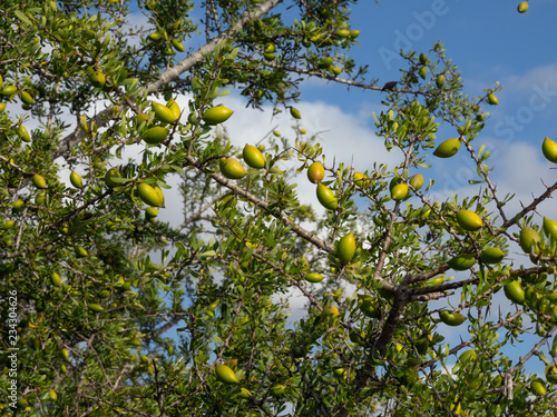 Argan nuts on tree branch in Morocco