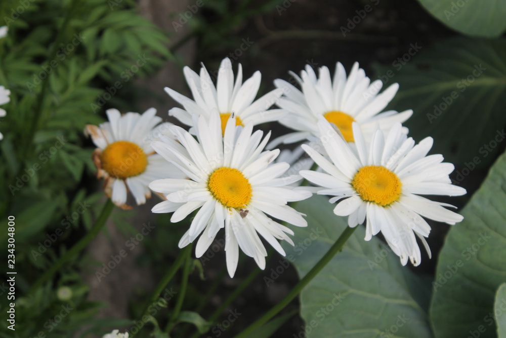 Fototapeta premium white flower