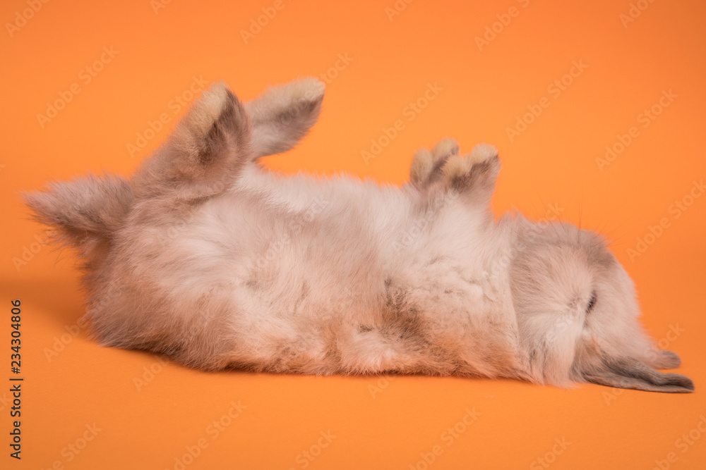 Obraz premium Small cute rabbit lying