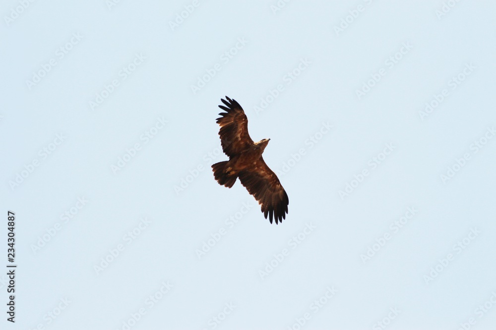 Obraz premium a raptor flying