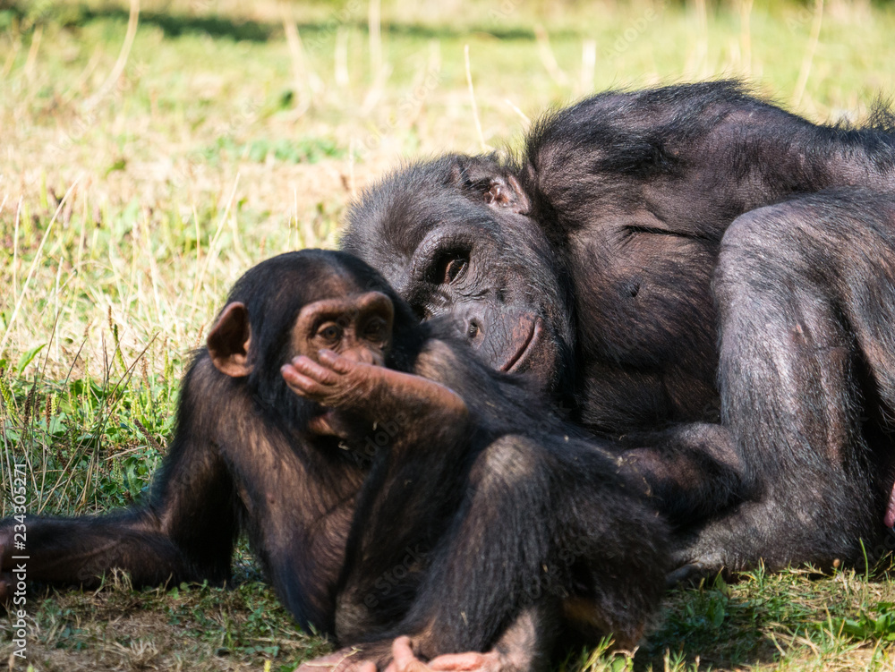 Chimpanzé Chimpanzé