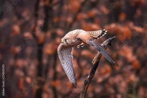 Foto Common kestrel (Falco tinnunculus) is a bird of prey species belonging to the kestrel group of the falcon family Falconidae