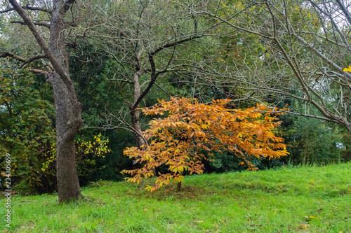 Colours of trees in auttum, Basque country, Spain photo