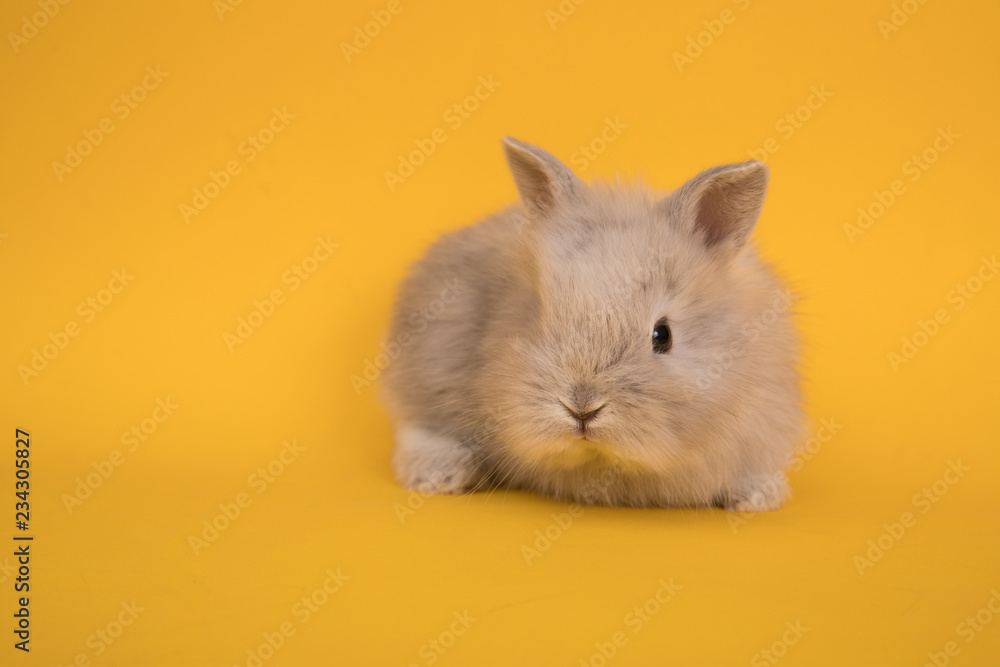 Baby cute rabbit Baby cute rabbit