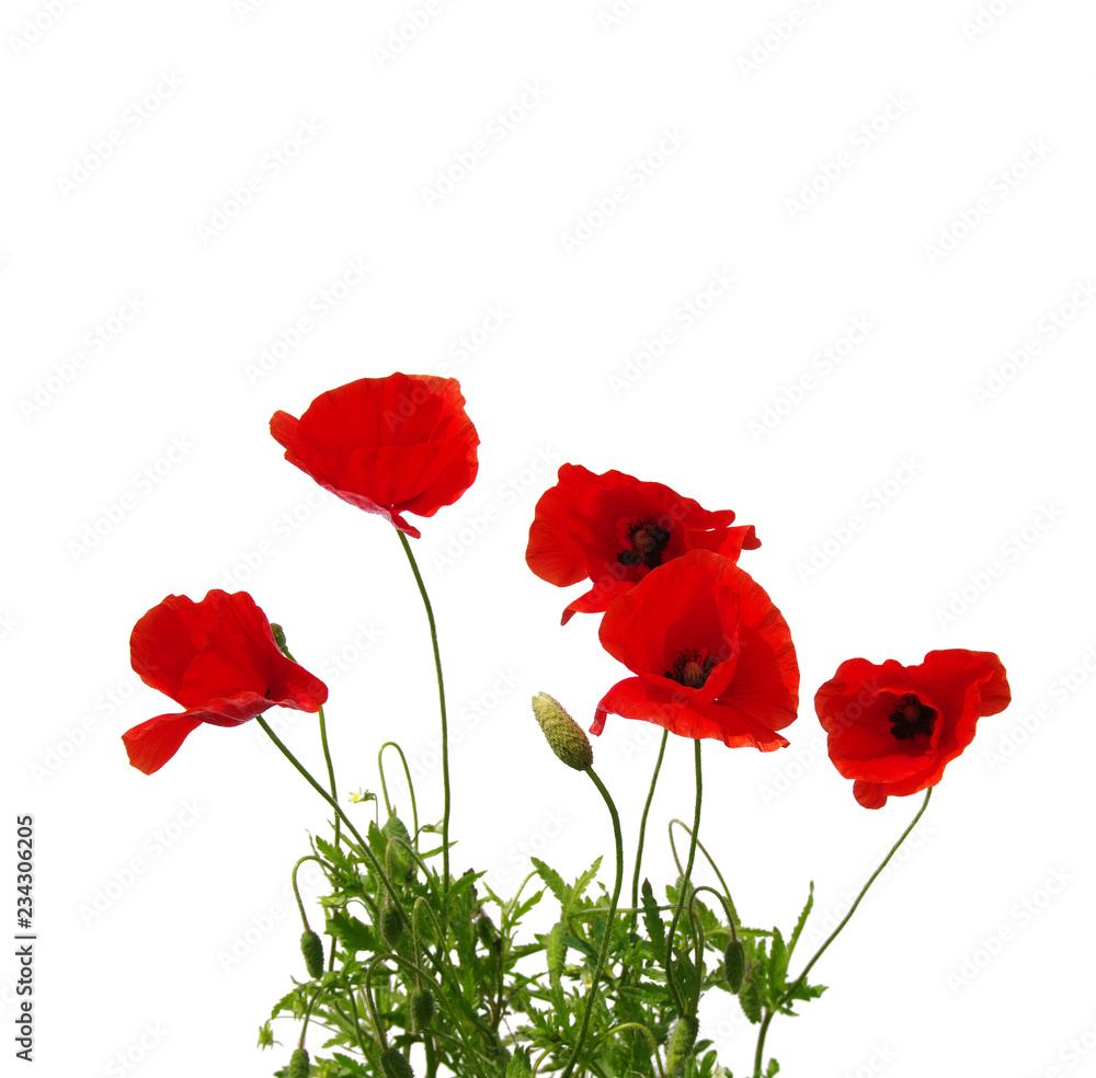 Obraz premium czerwone maki na białym tle