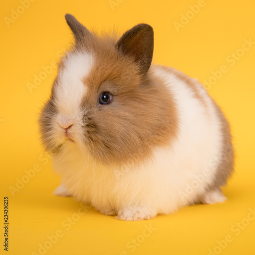 Baby cute rabbit