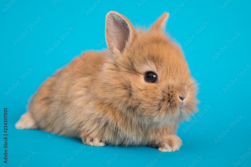 Baby cute rabbit Baby cute rabbit