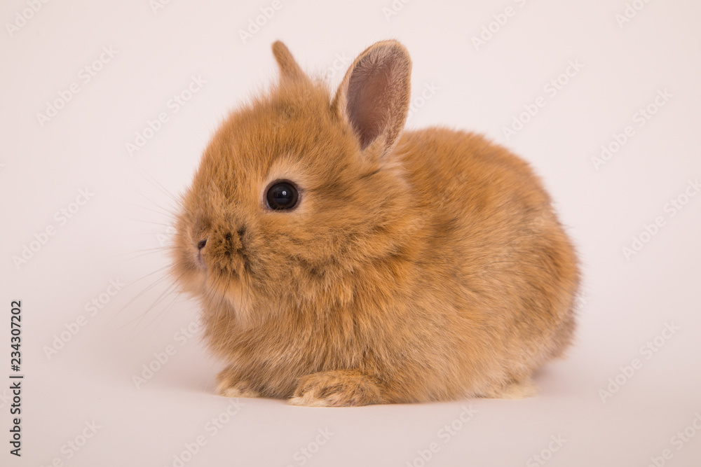 Baby cute rabbit