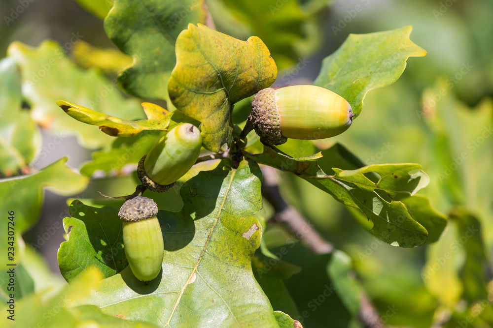 Obraz premium Oak branches with acorns in autumn