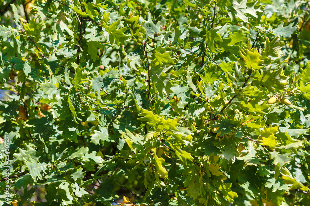 Oak branches with acorns in autumn Oak branches with acorns in autumn