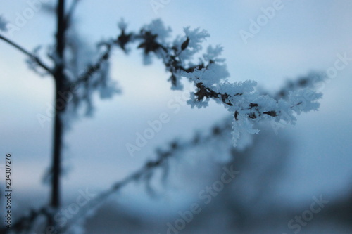 branches covered with snow © Александр Матвеев