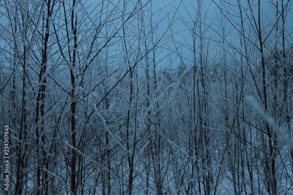 forest in winter forest in winter