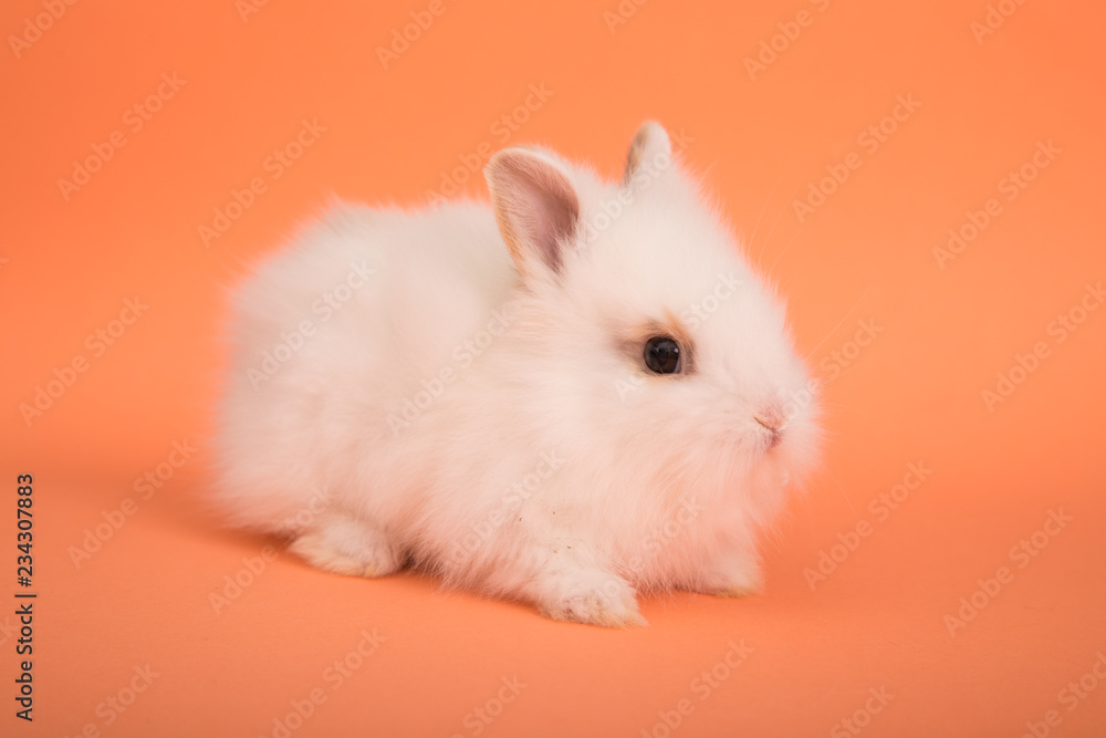 Baby cute rabbit