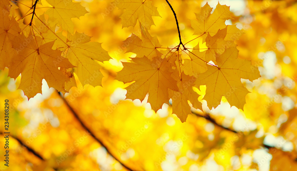 Autumn leaves on the sun. Autumn leaves on the sun.