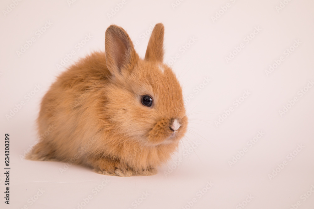 Baby cute rabbit Baby cute rabbit