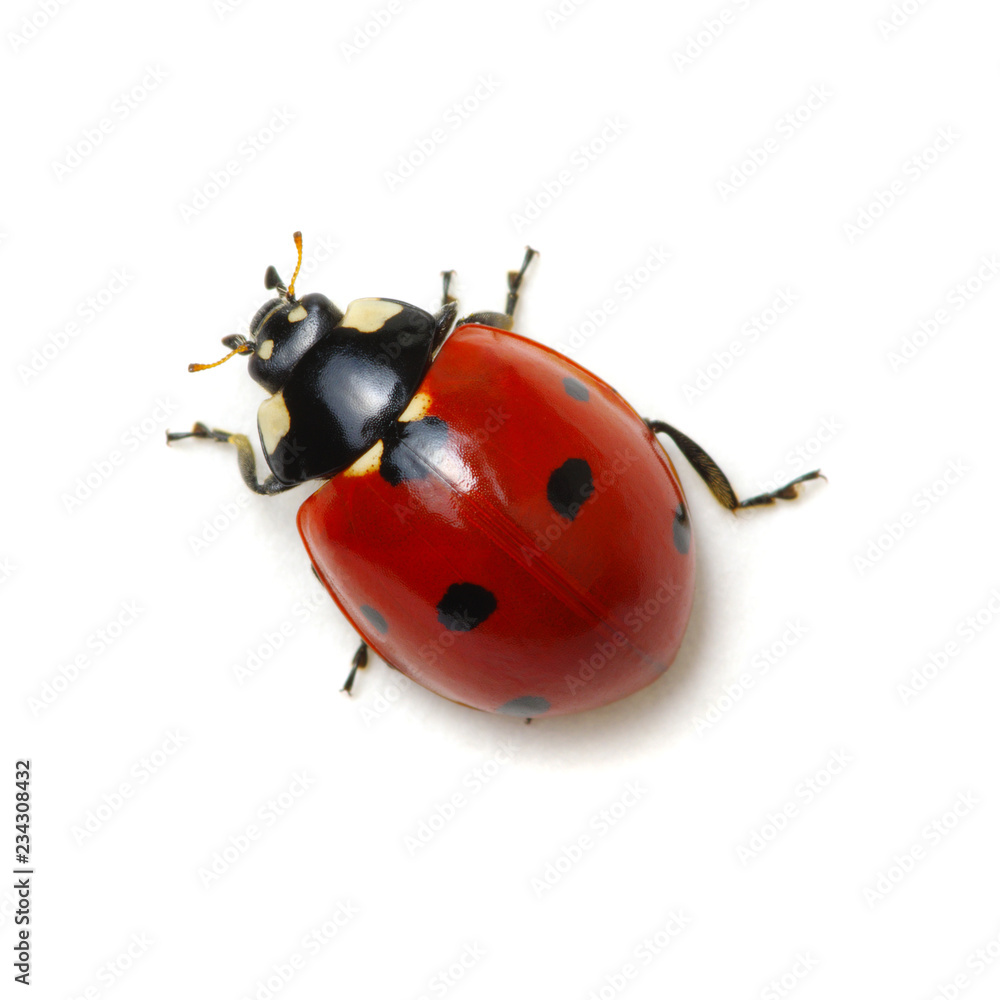 Obraz premium Biedronka na białym tle