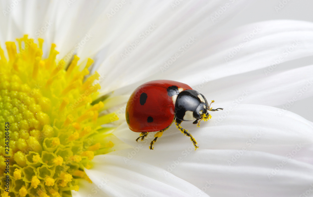 Naklejka premium Biedronka na kwiatku