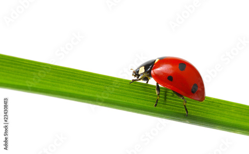 Ladybug on green grass © Alekss