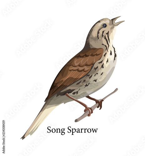 Song sparrow bird in nature. Wild animal