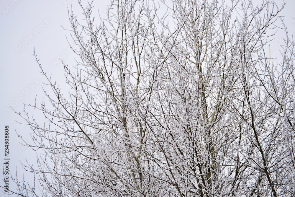 Winter landscape. Snowy winter field and frozen plants. Sunny day. Russia.