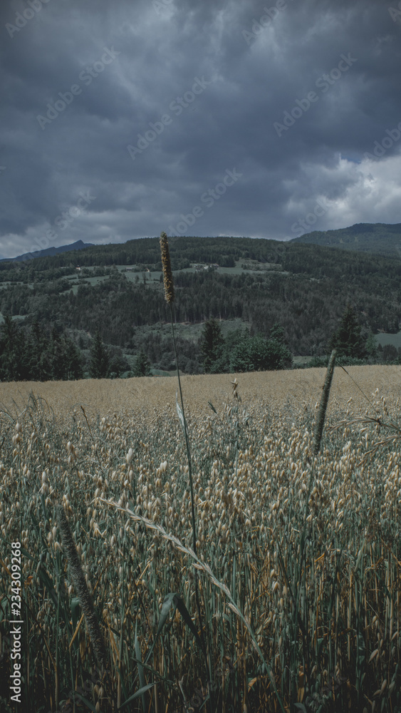 Fototapeta premium rural landscape with green field