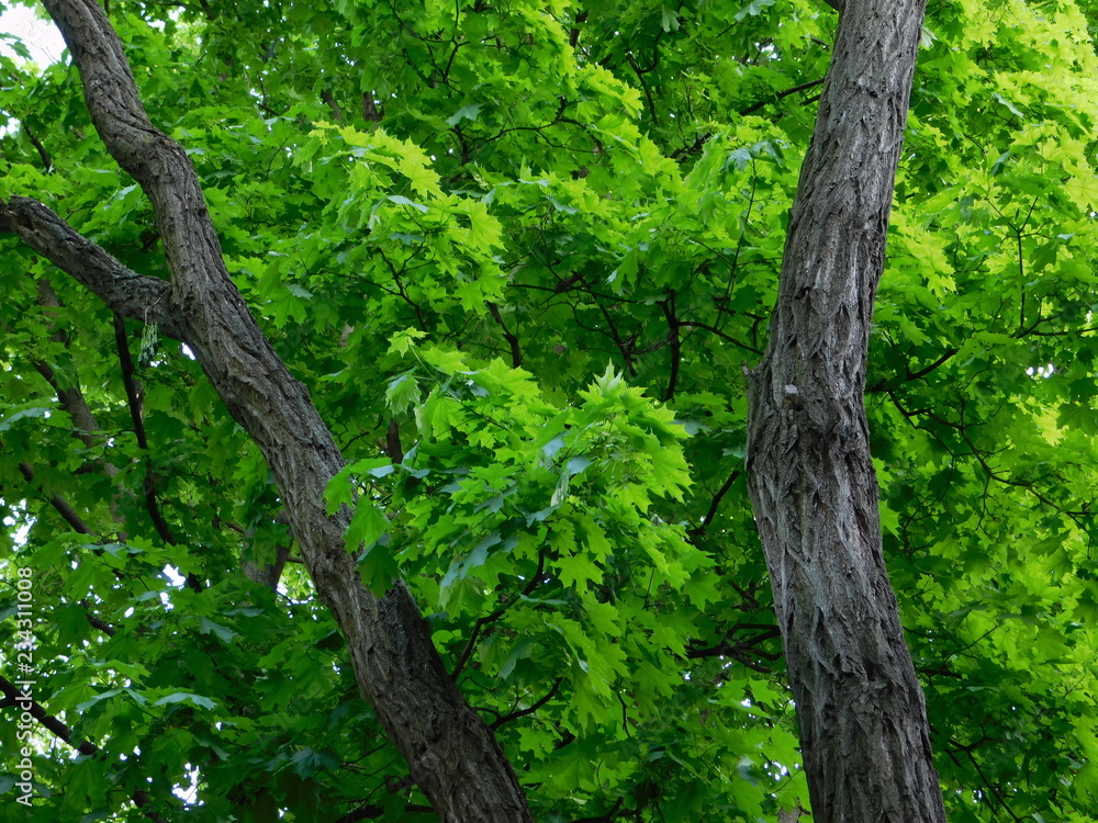 Fototapeta premium Tree